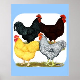 Heavy Rooster Chicken Quartet Poster