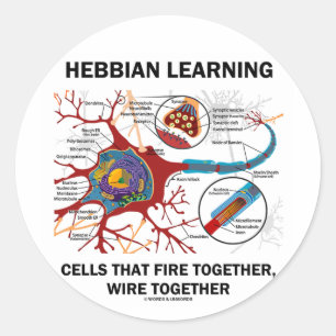 Hebbian Learning Cells Fire Together Wire Together Classic Round Sticker