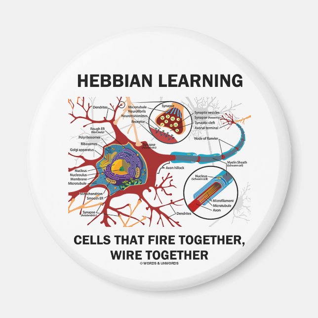 Hebbian Learning Cells Fire Together Wire Together Magnet (Front)