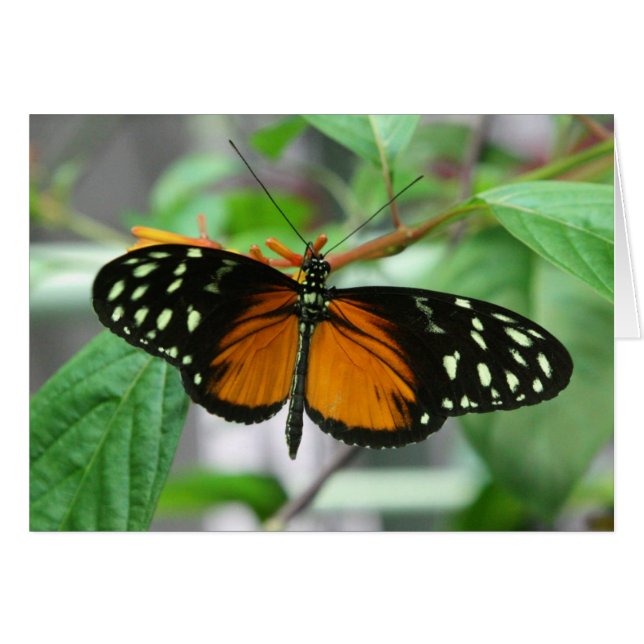 hecale longwing butterfly (Front Horizontal)
