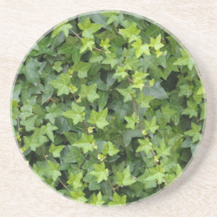 hedera coaster