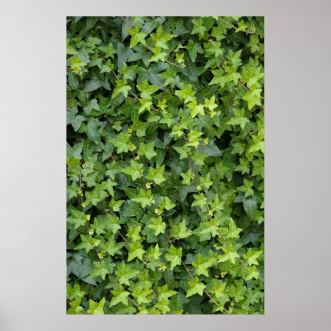hedera poster (Front)