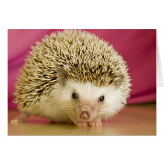 hedge hog-all occasion