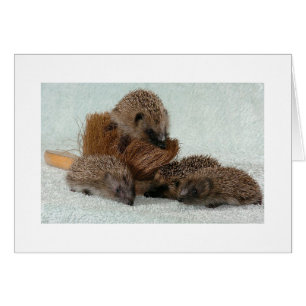 Hedgehog