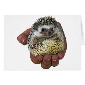Hedgehog