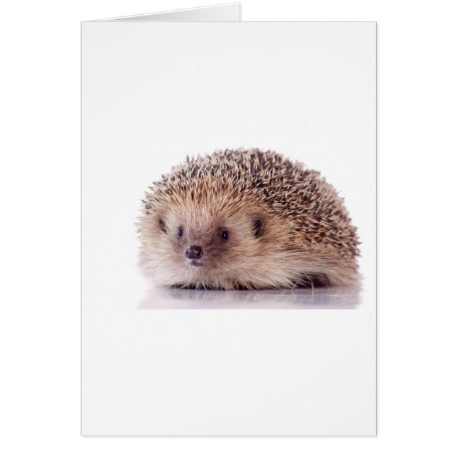 Hedgehog, (Front)