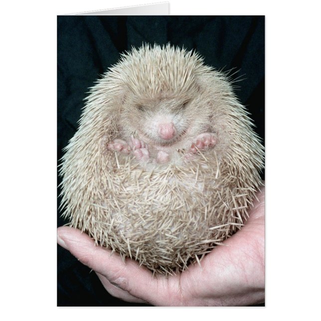 Hedgehog (Front)