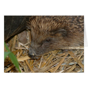 Hedgehog