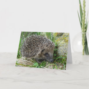 "Hedgehog (7)" Card