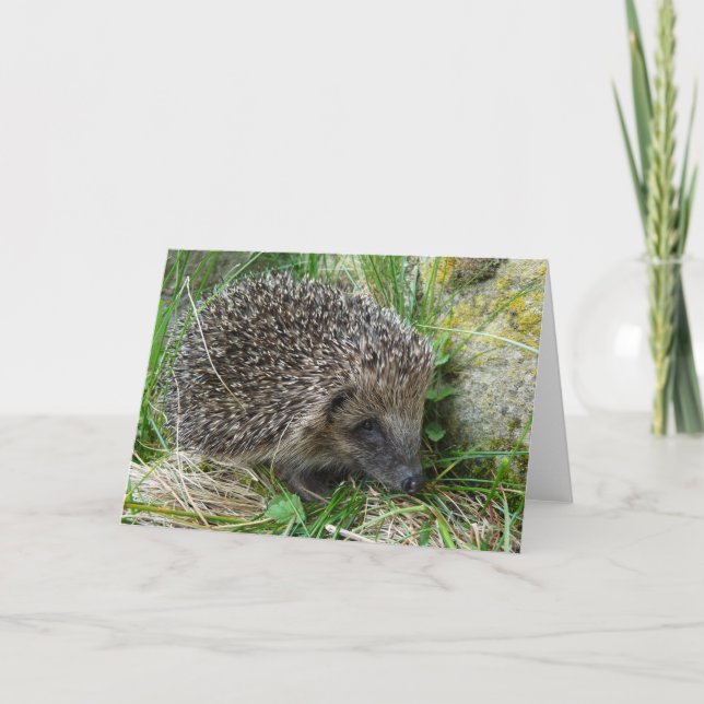 "Hedgehog (7)" Card (Front)