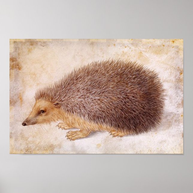 HEDGEHOG / Animal Drawing Poster (Front)