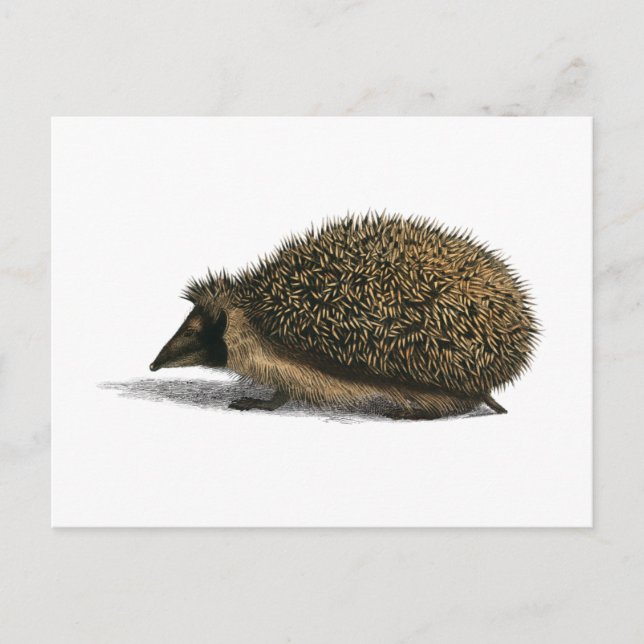 Hedgehog Animal Vintage Illustration Postcard (Front)