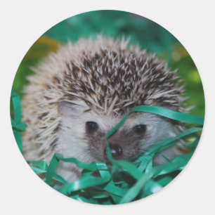 Hedgehog Baby in Easter Grass Classic Round Sticker