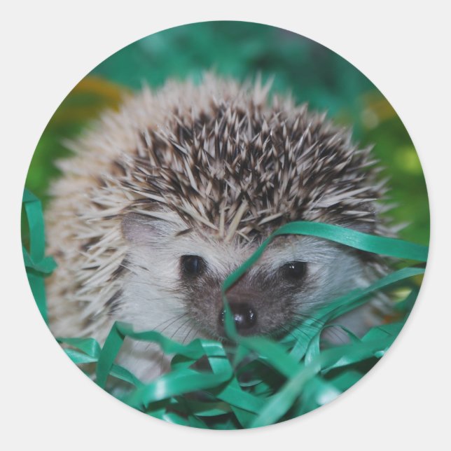 Hedgehog Baby in Easter Grass Classic Round Sticker (Front)