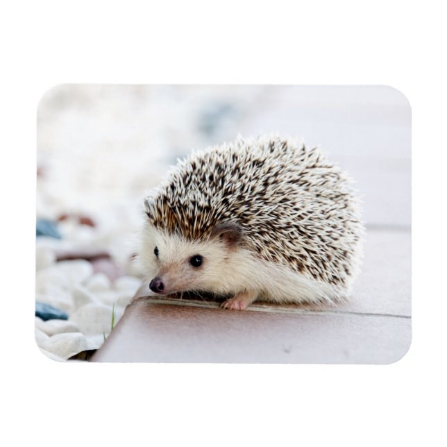 Hedgehog Baby Magnet (Horizontal)
