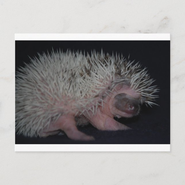 Hedgehog Baby Postcard (Front)