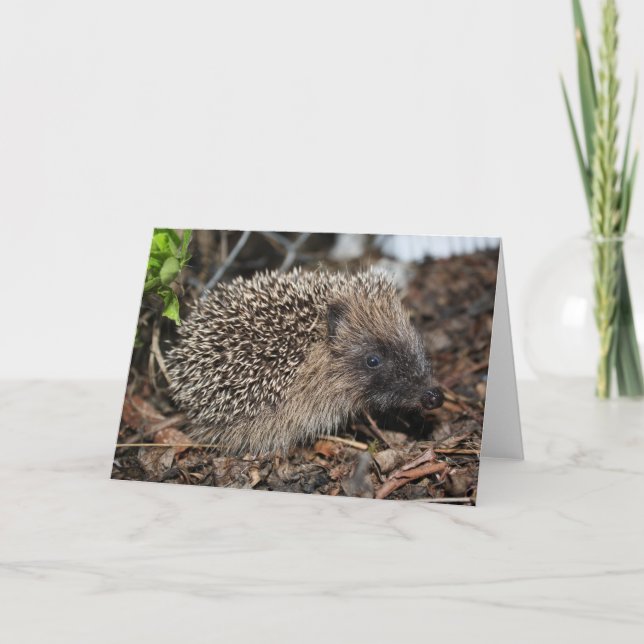 Hedgehog Birthday Card (Front)