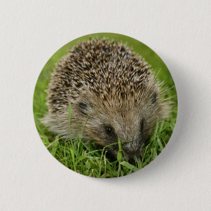 Hedgehog Button Badge