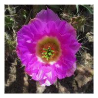 Hedgehog Cactus  Flower