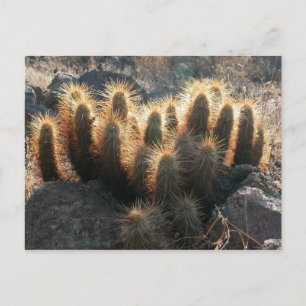Hedgehog cactus in desert habitat postcard