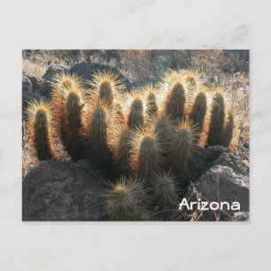 Hedgehog cactus in desert habitat postcard