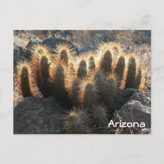 Hedgehog cactus in desert habitat postcard (Front)