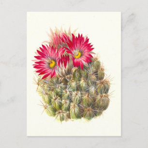 Hedgehog Cactus Postcard