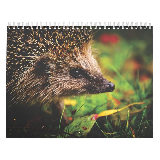 Hedgehog Calendar (Cover)