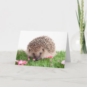 hedgehog card