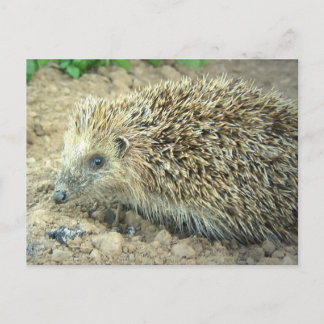 Hedgehog Care Postcard