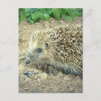 Hedgehog Care Postcards