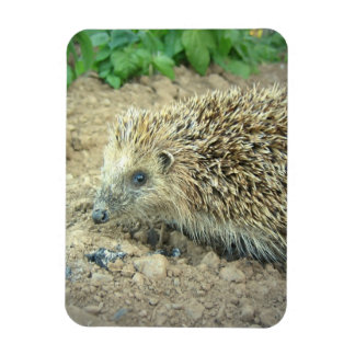 Hedgehog Care Premium Magnet