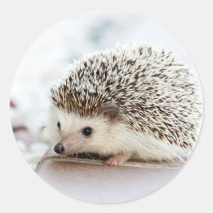 Hedgehog Classic Round Sticker