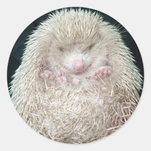 Hedgehog Classic Round Sticker
