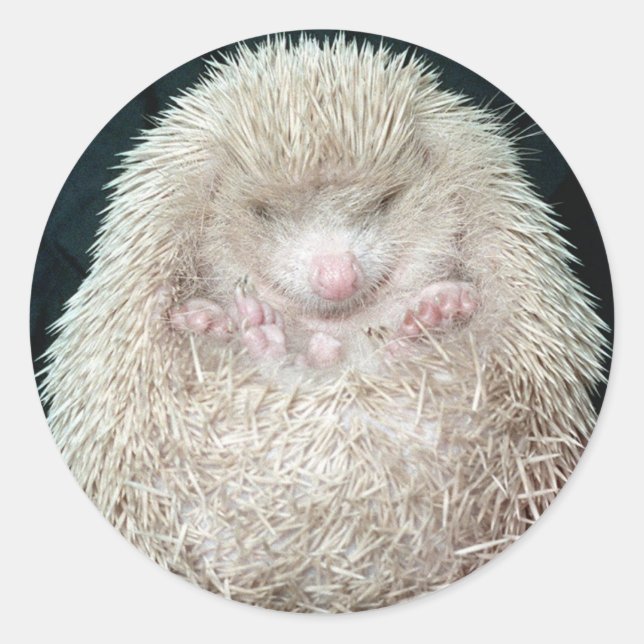 Hedgehog Classic Round Sticker (Front)