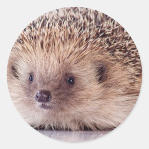 Hedgehog, Classic Round Sticker