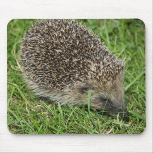 Hedgehog Close-up Mousepad