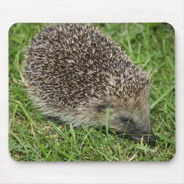 Hedgehog Close-up Mousepad (Front)