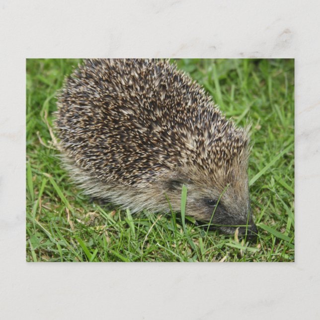 Hedgehog Close-up Postcard (Front)