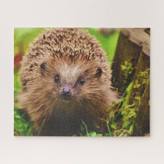 Hedgehog Curiously Exploring Jigsaw Puzzle (Horizontal)