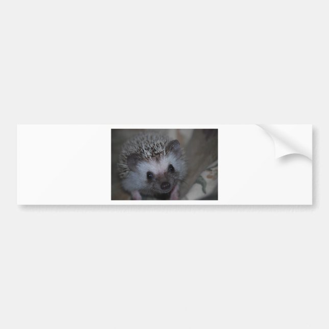 Hedgehog Face Bumper Sticker (Front)