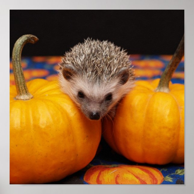 Hedgehog Halloween Greetings Poster (Front)