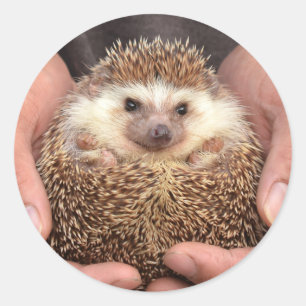 Hedgehog in Hands Photo Classic Round Sticker