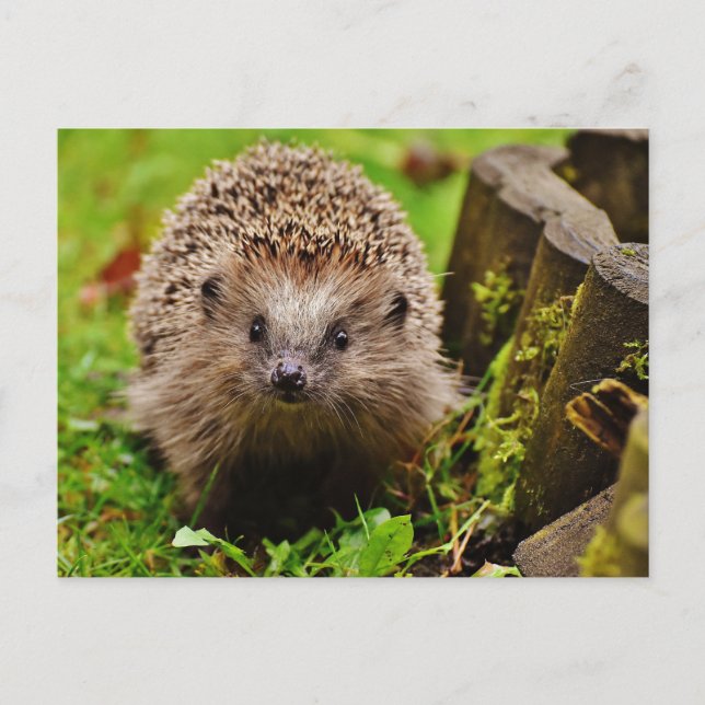 Hedgehog in the Forest Photo Postcard (Front)