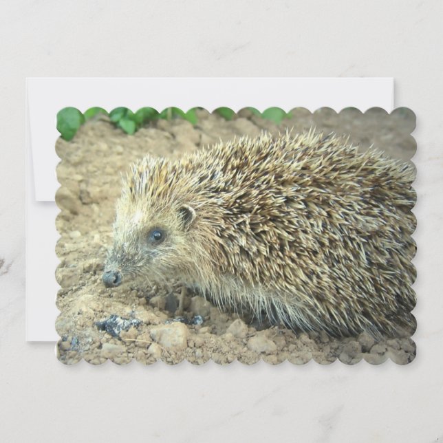 Hedgehog Invitation (Front)
