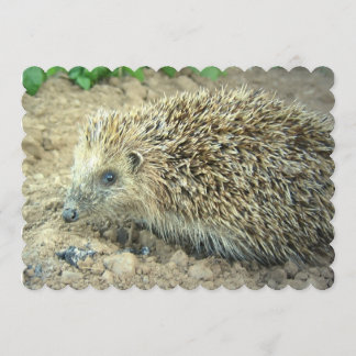 Hedgehog Invitation