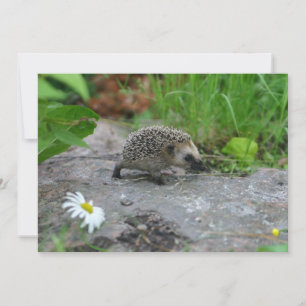 Hedgehog invitation - customise