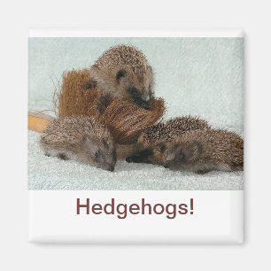 Hedgehog Magnet