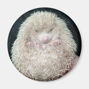 Hedgehog Magnet