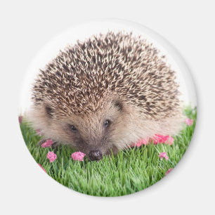 hedgehog, magnet